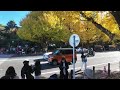 walking in meiji jingu gaien ginkgo avenue 明治神宮外苑 いちょう並木 tokyo japan walking around city 4k