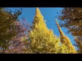 walking in meiji jingu gaien ginkgo avenue 明治神宮外苑 いちょう並木 tokyo japan walking around city 4k