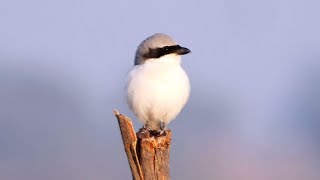 Great Grey Shrike in India