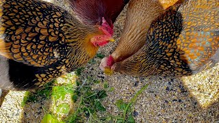 Keeping Chickens and Geese Comfortable in the Worst of Winter Weather