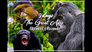 THE GREAT APES- 9 DAYS UGANDA AND RWANDA SAFARI | mountain gorillas, chimpanzee, golden monkeys.