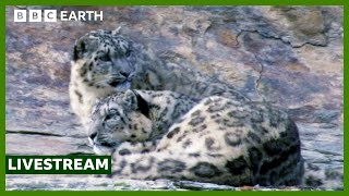 🔴 LIVE: Capturing The Rare Snow Leopard On Camera | BBC Earth