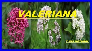 valeriana beneficios