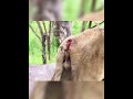 ser nai palosda injured king lion trending youtubeshorts search wildlife trendingshorts