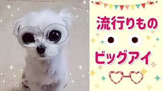 🔶64🔶#Shorts 流行りもの 犬面白動画 マルチーズ