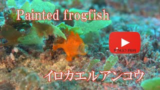 イロカエルアンコウ　あくび＆エスカフリフリ　Painted frogfish　Antennarius pictus