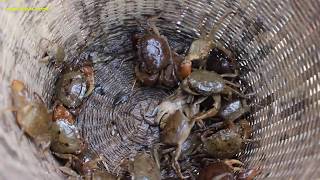 Primitive Technology: Cooking Crabs Inside Bamboo Tube By Women-  Eating Delicious