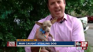 Dognapper captured on surveillance video stealing elderly woman’s Chihuahua