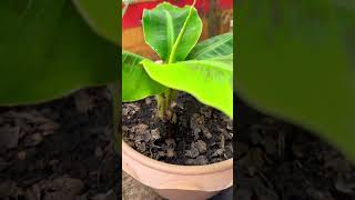 ដើមចេកតឿ/short banana tree #shorts