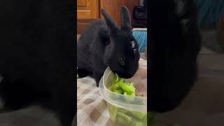 Ever hear a cute little bunny munching a snack? #bunny #munch  #cute #adoptme  #pets #asmrsounds