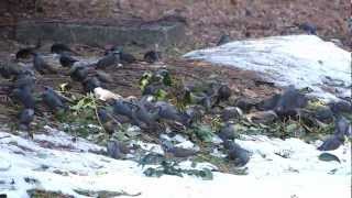 ツグミとヒヨドリ群れ　Naumann's Thrush　＆　Brown-eared Bulbul