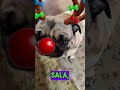 #natal #cachorro #humor #engraçado #viral #humorpet #pets #pug #fy #fyp #cachorrofofo #cachorrinho