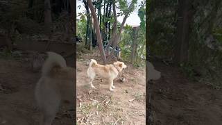 Dogs in Khmer #shortsvideo #animals #dog #dogshorts