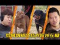 垃圾主人混養6條猛犬，見面就像鬥狗現場，最菜的被直接咬掉左脚