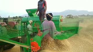 Ragi harvesting | Village agriculture in India| Best Harvesting method