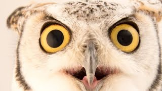 ଆସ ଆଜି ପେଚା ବିଷୟରେ ଜାଣିବା know some facts about owl 🦉🦉🦉🦉🦉#owl @💛 beauty of nature kalpana