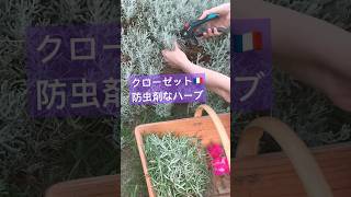 防虫剤なハーブ🌿乾燥後クローゼットに入れちゃお🇫🇷8月に収穫したよ　#フランス田舎暮らし #フランスvlog #海外生活 #ハーブ#サントリナ#フランス