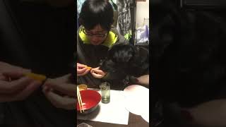 みかんをむいてもらう犬 Dog eats orange #shorts