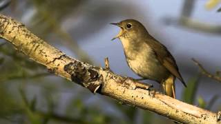 The Singing of the Nightingale (3 hours)