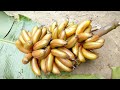 অগ্নি সাগর কলা health benefits off red banana