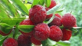 What is kafal fruit? काफल  (Kafal fruit) search Champawat