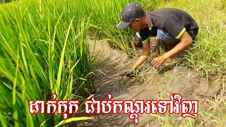 #ដាក់កណ្តុរ #ស្រុកស្រែ #រដូវស្រូវចេញ #បែបរស់សាម័ញ្ញ #ខ្មែរក្រោម