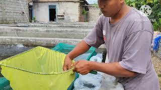 AKF agung koi farm-kediri BREDING SANKE