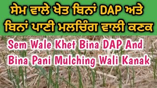 ਸੇਮ ਵਾਲੇ ਖੇਤ ਬਿਨਾਂ DAP ਅਤੇ ਬਿਨਾਂ ਪਾਣੀ ਮਲਚਿੰਗ ਵਾਲੀ ਕਣਕ || Bina DAP \u0026 Bina Pani Mulching Wali Kanak