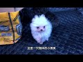 红马犬也可以当护卫犬吗？个体也有很优秀的