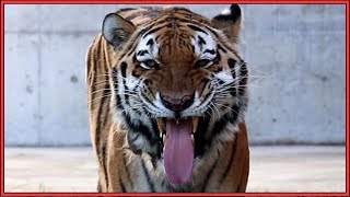 アムールトラ センイチの食事！ 天王寺動物園 Meals of Amur Tiger Sen ichi Osaka Tennoji Zoo