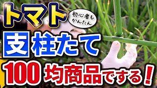 #6.【トマト】100均商品でつくるトマトの支柱たて【家庭菜園】