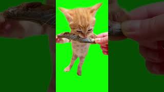Cat Eating Fish - Green Screen