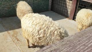 Sheep at Animal Farm ll Ferma  Animalelor ll Bucharest