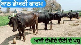 ਬਾਠ ਡੇਅਰੀ ਫਾਰਮ । ਆਜੋ ਦੇਖੀਏ ਚੋਟੀ ਦੇ ਪਸ਼ੂ । BEST BUFFALO AT BATH DAIRY FARM | | Farmer TV