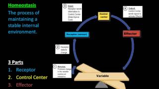 Homeostasis & Feedback Mechanisms