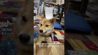 ももも登場　#柴犬　#大きくなったらシベリアンハスキーになりたいです