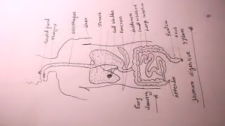 How TO Draw human digestivesy stem step by step/school science project
