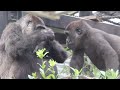 gorilla⭐️ kintaro worries about his mother genki who was bitten by momotaro.【momotaro family】