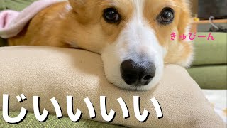 うちの犬がめっちゃじろじろ見てくる【コーギー犬】