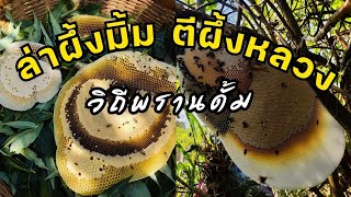 ตีผึ้งหลวงผึ้งมิ้มเกาะอยู่ต่ำๆก็หวานเจี๊ยบไปเลยสิคร้าบบ🐝🐝