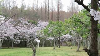 新檜尾公園　桜　大阪府