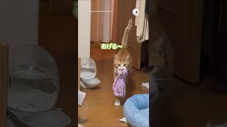 寝る前にする事☺️｜PECO #猫の鳴き声 #茶トラ白 #保護猫 #愛猫家 #保護猫のいる暮らし #meowingcat #redtabbywhite #rescuedcat #catlover