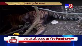 Mahisagar: Tiger seen few days back found dead in forest area- Tv9