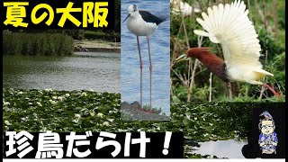 大阪市のど真ん中でアカガシラサギ！セイタカシギ！貴重な野鳥、うっちー探検発見ほっとけん、野鳥観察　、内山裕之