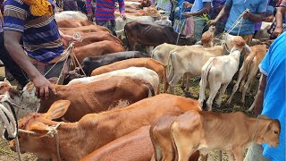 আজ ১৪ অক্টোবর | সবচেয়ে ছোট ছোট ষাঁড় ও বকনা বাছুর গরুর দাম ও ক্রয়কৃত বাছুরের দাম | আমবাড়ী হাট