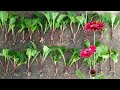 how to divide and propagate gerbera daisy plant | gerbera | daisy