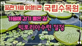 포천 가을여행 1편, 추석에 어디갈까?국립수목원, 빅토리아수련 절정