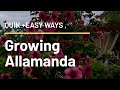 Easiest methods of growing Allamanda from cuttings . Plant care tips & Allamanda plant pruning etc.