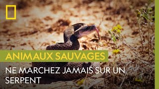 Un randonneur marche sur un dangereux serpent et nous raconte cette expérience terrifiante