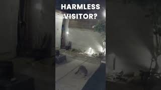 Unexpected Guest: Raccoon's Peaceful Visit #shorts  #natureencounters